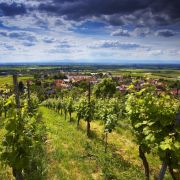 Das Wii-Wegli im Markgräfler Land bietet imposante Blicke über die Weinberge der Region. Das Wii-Wegli im Markgräfler Land bietet imposante Blicke über die Weinberge der Region.
