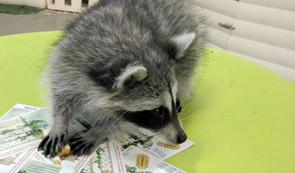 Waschbär Thomas aus einem Streichelzoo in Moskau soll der Star in einem Werbe-Clip werden.