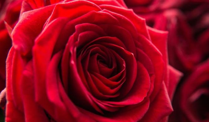 panorama rosen frisch halten valentins blumen besten kuehl lagern vorsichtig transportieren panorama rosen frisch halten valentins blumen besten kuehl lagern vorsichtig transportieren