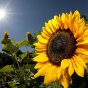 Die Sonnenblume neigt sich nicht nur der Sonne entgegen, sie schließt sich auch bei drohendem Regen. Die Sonnenblume neigt sich nicht nur der Sonne entgegen, sie schließt sich auch bei drohendem Regen.