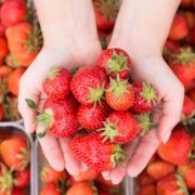 Wie gesund sind Erdbeeren wirklich? Wie gesund sind Erdbeeren wirklich?