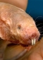 Die hässlichsten Tiere