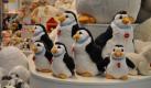Pinguine (Foto)