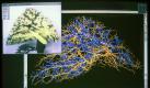 Das Computerbild aus dem Centrum für Medizinische Diagnosesysteme und Visualisierung GmbH (MeVis) an der Bremer Universität (Aufnahme vom 02.12.1999) zeigt den mathematisch rekonstruierten Verlauf von Blutbahnen einer menschlichen Leber. Die intensiven Verästelungen von Blutgefäßen in dem lebenswichtigen Organ behaftet Leberoperationen mit einem hohen Risiko. Ein bei MeVis entwickelter Software-Assistent für die pre-operative Unterstützung bei Leberoperationen reduziert das Verletzungsrisiko deutlich. Dieses System ist bereits in Kliniken in Hannover, Marburg, Krefeld und Essen im Einsatz. Der Leiter des Entwicklungsteams, der Bremer Mathematikprofessor Heinz-Otto Peitgen, wird am Freitag (10.12.1999) in München für seine Arbeit mit dem Karl-Heinz-Beckurts-Preis ausgezeichnet. Es handelt sich dabei um die höchste deutsche Auszeichnung in der Wissenschaft. dpa Foto: dpa
