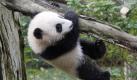 Yun Zi, the five-month-old panda cub, hangs onto a limb while playing in one of the panda exhibit areas at the San Diego Zoo Wednesday Jan. 6. 2010 in San Diego. Yun Zi goes on display to the public tomorrow. (AP Photo/Lenny Ignelzi) Foto: ap