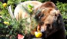Die Braunbärin Maxi nimmt in ihrem Gehege am Köllnischen Park in Berlin eine Melone von einem Baumstamm. Aus Anlass des 750. Geburtstages des Stadtbären als Wappentier Berlins bekommen die beiden Tiere eine Extra-Ration Obst und Gemüse. Foto: dpa