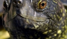 Sumpfschildkroete (Foto)