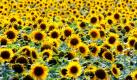 Sonnenblumen blühten auf einem Feld in Brandenburg. Ihre Namensgeberin am Himmel verfolgte die Sonnenblume beim Wachsen buchstäblich. Foto: ddp