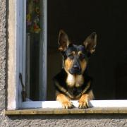 Mit Wuffi auf Reisen (Foto)
