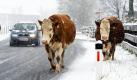 Temperaturen zwischen ein und minus neun Grad machen den Tag nicht nur für die Viecher im österreichischen Waidring zur Rutschpartie. Foto: dapd