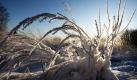 Gefrorene Grashalme in der ländlichen Umgebung um Moskau. Während der letzten Woche sind in Russland bis zu -40 Grad Celsius gemessen worden.  Foto: dpa