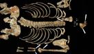 Er war der Robin Hood Australiens. Ned Kelly trieb von 1878 bis 1880 mit seiner Straßenräuberbande sein Unwesen. Der irische Einwanderer wurde in Australien ob seines Kampfes gegen die Kolonialbehörden zum Volkshelden. Nun haben Wissenschaftler ein Massengrab von Hingerichteten exhumiert und konnten Kellys Knochen eindeutig zugeordnen. Foto: dapd