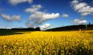 Gelb leuchtet ein Rapsfeld unter strahlend blauem Himmel bei Überlingen am Bodensee. Für den morgigen Männertag sieht es jedoch nicht so gut aus: In Baden-Württemberg wird es regnen. Foto: dpa