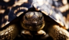 Eine Schildkröte wird für einen Onlineshop in Mongkok, einem Bezirk von Hongkong, fotografiert. Foto: dpa