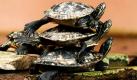 Drei Schildkröten genießen in den Grusonschen Gewächshäusern in Magdeburg huckepack die wärmende Sonne des Frühlings. Wenn die Temperatur im Frühjahr hoch genug ist, sind die Rotwangen-Schmuckschildkröten zur Paarung bereit. Die Schildkröten sind ursprünglich in Nordamerika beheimatet. Foto: dpa