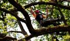 Moritz Theuerkauf erledigt im präparierten Schwarznussbaum im Park von Schloss Dyck die gestellten Wettbewerbsaufgaben. Der Baumkletterer klettert mit Helm und gesichert am Seil. Die Disziplinen heißen: Fußklemmtechnik, Schnellklettern, Wurftechnik, Höhenrettung und Arbeitsklettern. 500 Zuschauer beobachteten die 70 Kletterer bei den Deutschen Meisterschaften. Es ist ein Berufswettbewerb der Internationalen Baumpflege-Gesellschaft ISA.  Foto: dpa