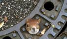 Das Eichhörnchen in einem Gullydeckel auf einer Straße in Isernhagen (Region Hannover). Foto: Polizei Großburgwedel Foto: dpa