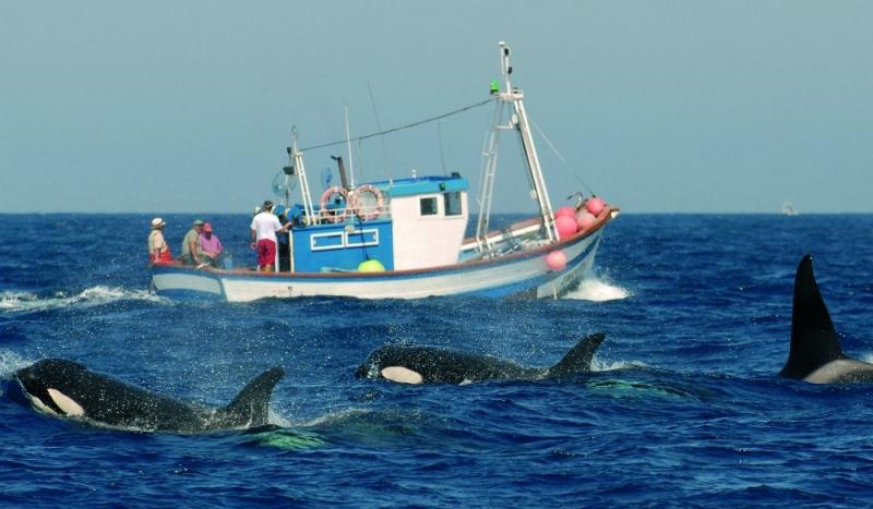 An der Meerenge von Gibraltar, am südlichsten Zipfel Spaniens, begegnen Hobbykapitänen neben Delfinen und Pottwalen auch Schwertwale (Orkas). Foto: firmm