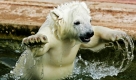 Die Eisbärdame Flocke planscht in ihrem Pool. Bald wird sie ihr zu Hause im Tiergarten Nürnberg verlassen und  in einen Zoo in Südfrankreich ziehen. Flocke wurde Ende 2007 bekannt, nachdem ihre Mutter sie nicht angenommen hat und sie von Pflegern aufgezogen wurde. Foto: ap
