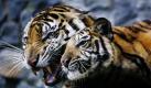 Tiger sind keine Haustiere. Diese Lehre sollte jetzt auch der indonesische Geschäftsmann verstanden haben, bei dem diese Sumatratiger konfisziert wurden und der nun mit einer empfindlichen Geldstrafe rechnen muss.


 Foto: ap