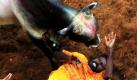 Auf dem Jallikattu im indischen Madurai greift ein Stier einen Wettbewerbsteilnehmer an. Die Veranstaltung, auf der Stiere gejagt werden, gehört zum jährlichen Pongal-Fest.  Foto: dapd