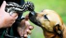 Der Hund Gordo schnüffelt im Tierpark in Solingen an einem Emuküken namens Krümel. Die Emus im Solinger Tierpark haben Anfang Mai für Nachwuchs gesorgt. Krümel schlüpfte am 30. April, ein weiteres Emuküken erblickte am 1. Mai das Licht der Welt. Foto: ddp