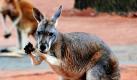 Australische Tierwelt in Hannover (Foto)