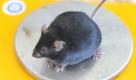 Eine dicke Maus mit einem Gewicht von 49,2 Gramm sitzt bei einer wissenschaftlichen Untersuchung zur Fettleibigkeit auf einer Waage. Foto: dpa