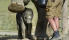 Ein elf Tage altes Elefantenbaby drängt sich im Tierpark Hellabrunn in München bei seinem ersten Ausflug auf die Außenanlage Schutz suchend unter den Bauch seiner 22-jährigen Mutter, der Elefantenkuh Panang, die auf Anweisung eines Tierpflegers ein Bein hebt. Die Elefantenkuh Panang brachte das Elefanten-Mädchen nach 623 Tagen Tragzeit vergangenen Freitag in einer Blitzgeburt auf die Welt. Das neue Mitglied der Elefantenherde in Hellabrunn war bei der Geburt laut Tiergarten kerngesund, 82 Zentimeter groß und 90 Kilogramm schwer. Anfang des Jahres kam in Hellabrunn bereits der Elefantenjunge Ludwig zur Welt. Er war bei der Geburt 95 Zentimeter groß und 116 Kilogramm schwer. Foto: dapd