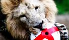 Der Asiatische Löwe Luzifer spielt mit einem Ball im Londoner Zoo. Der Ball, welcher in den Farben Englands gestaltet wurde, ist mit Fleisch gefüllt. Foto: ap