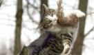 Die bekanntesten Tiere der Börsenwelt, Bulle und Bär, kennt fast jeder. Aber was hat die tote Katze hier zu suchen? Sie steht an der Börse für einen plötzlichen Aktienanstieg, auf den der totale Fall folgt. Danach ist die Aktie nichts mehr wert. Die Katze ist toter als tot.  Foto: dpa