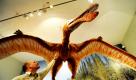 Der Leiter des Naturkundemuseums Kassel greift zur Rekonstruktion eines Flugsauriers der Art Criorhynchus. Das Modell hat eine Flügelspannweite von zehn Metern und wurde extra für die neue Ausstellung Herrscher der Lüfte angefertigt. Zahlreiche Präparate und Rekonstruktionen zeigen die Entwicklung von den Insekten über die Flugsaurier bis hin zu den Vögeln und Fledermäusen.  Foto: dpa