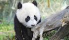 Fu Hu, der sieben Monate alte Panda und heimliche Star des Zoo Schönbrunn in Wien, wagte sich zum ersten Mal ins Freie. Zwei Stunden lang erkundete er die Außenanlage des Tiergartens und testete sein Klettergeschick.



 Foto: dapd
