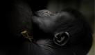 Das noch namenlose Gorilla-Jungtier säugt im Zoo Duisburg an seiner Mutter Safiri. Es ist das jüngste von drei Geschwistern, allerdings ist das Geschlecht des einwöchigen Gorilla-Jungtieres  noch nicht bekannt. Foto: dapd