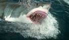 Der Weiße Hai als menschenfressende Bestie - spätestens seit Steven Spielbergs Kinoklassiker 'Jaws' sehen die meisten Menschen in dem Meeresbewohner lediglich ein Monster, das es auszurotten gilt. Selbst Wissenschaftler machten einen Bogen um den Jäger der Tiefe. Erst seit kurzem ist das Verhalten und vor allem die ökologische Bedeutung des Großen Weißen in den Fokus der Wissenschaft geraten: Mit erstaunlichen Ergebnissen. Foto: zdf