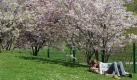 Frühling (Foto)