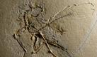 In Bayern wurde jetzt ein elfter versteinerter Urvogel Archaeopteryx gefunden. Foto: Helmut Tischlinger Foto: dpa