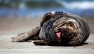 So beginnt man den Tag richtig:Eine Robbe liegt am Strand der Nordseeinsel Helgoland faul in der Sonne. Foto: ap