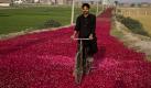 Ein pakistanischer Radfahrer fährt auf einer mit Rosenblüten geschmückten Straße. Foto: ap