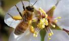 Während Deutschland noch unter frostigen Graden leidet, sind in Kalifornien die ersten Frühjahrsboten zu sehen. Etwa diese Honigbiene, die nach ihrem Abflug Pollen von einer Blume weitertragen wird. Foto: ap