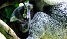Das erst 215 Tage alte Koala-Baby Joe erkundet mit seiner Mutter Goonderrah das Gehege im Duisburger Zoo. Das kleine Pelztierchen ist zum ersten Mal öffentlich gewogen worden. Es wiegt 528 Gramm und fühlt sich außerhalb von Mamas Beutel sehr sicher.  Foto: dpa