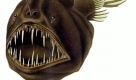 Der grausig aussehende Anglerfisch gehört in Horrorfilme - aber doch nicht in Kampagnen von Tierschützern.  Foto: wikipedia