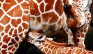 Eine Giraffenjunges wird vom Muttertier im Yokohama-Park in der Nähe von Tokio gestillt. Foto: ap