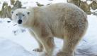 Eisbär Lloyd steht in Bremerhaven in seinem schneebedeckten Gehege im Zoo am Meer. Die Indianer im US-Staat Alaska wollen die geplante Ausweitung von Schutzgebieten für Eisbären gerichtlich verhindern. Sie meinen, die globale Erwärmung als Hauptbedrohung für die Eisbären weder dadurch nicht verhindert. Doch werde sie die Fähigkeit der indianischen Völker einschränken, von ihren eigenen Ressourcen zu leben. Foto: dapd