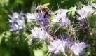 Eine Biene labt sich auf der Bienenweide in Nerdin an einer Phacelia-Blüte. Die Anbaupraxis der heutigen Landwirtschaft macht den Honigbienen zu schaffen. Ausgedehnte Getreide- und Maisfelder, die dazu noch krautfrei gespritzt sind, werden immer häufiger - die Nahrungssuche für Bienen wird dadurch immer schwerer. Foto: dapd