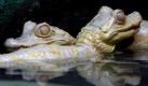 Two albino babies of the Yacare Caiman during their first public appearance in the Sao Paulo Aquarium, Brazil, on Tuesday 09 January 2007. They were born nine months ago, they are 44cm long and have been put in quarantine before being shown. The two pictured are the only albinos from a total of 34 babies. EPA/SEBASTIAO MOREIRA +++(c) dpa - Bildfunk+++  Foto: dpa