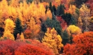 Herbstliche Wälder in Großbritannien nahe der schottischen Grenze. Während es im Süden Englands ungewöhnlich warm ist, sind die Temperaturen im Norden kühl genug, um die herbstliche Färbung der Blätter herbei zu führen. Foto: ap