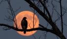 A hawk perched on a tree at the edge of Randleman Lake is framed by the harvest moon, near Branson Davis Road in Randolph County, N.C., on Wednesday, Sept. 22, 2010. Foto: ap
