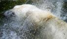 Der Eisbär Yoghi sucht im Wasserbecken des Tierparks Hellabrunn in München bei Temperaturen von bis zu 34 Grad Abkühlung. Am Wochenende gibt es gebietsweise Abkühlung. Im Norden ist es wechselnd bewölkt mit Aufheiterungen und einzelnen Schauern. Im Süden ist es heiter bis wolkig und meist trocken, teilte der Deutsche Wetterdienst mit.  Foto: dapd