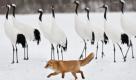 A picture made available on 14 February showing a northern red fox intrudes into a winter feeding field of Japanese red-crowned cranes in Akan, northern Japan, 12 January 2010. The crane, a species of animal designated for special protection as special Japanese natural treasure, survive at marshland of eastern Hokkaido, Japanese northern island, in spring, summer and autumn and move to feeding fields in winter as it' s difficult to take feed at frozen river and marshland in winter. About 1,000 cranes survive in the eastern part of Hokkaido island after about 15 cranes once were found in 1924. About 2,500 red-crowned cranes survive in China, Korean Peninsula, eastern Russia and eastern Hokkaido of northern Japanese island. EPA/KIMIMASA MAYAMA +++(c) dpa - Bildfunk+++ Foto: dpa